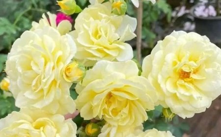 भावज्ञेन कृतज्ञेन धर्मज्ञेन च लक्ष्मण