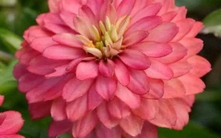 अमृतवाणी