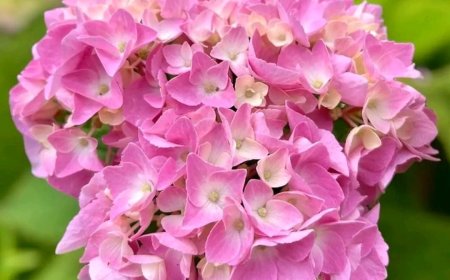 अमृतवाणी