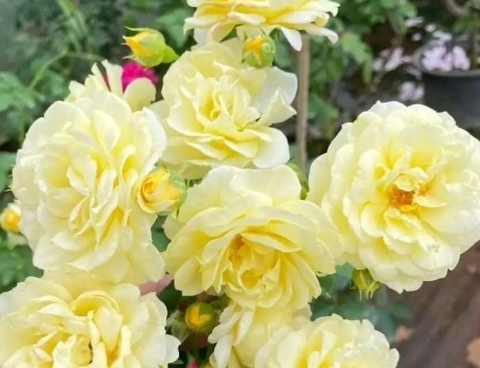 भावज्ञेन कृतज्ञेन धर्मज्ञेन च लक्ष्मण