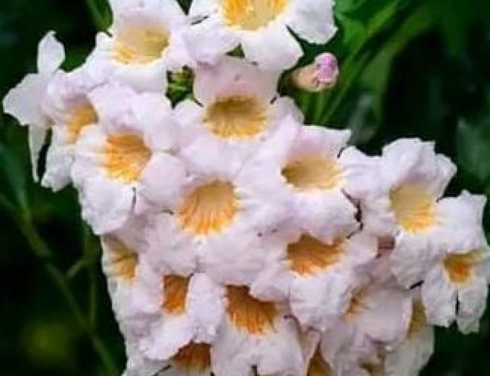 अमृत वाणी