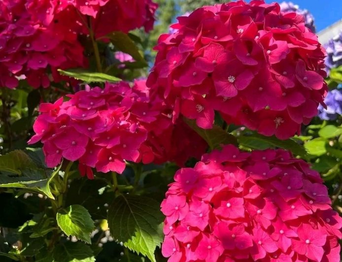 अमृत वाणी