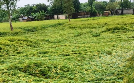 भारी वर्षा ने  मचाई तबाही,कई हेक्टेयर फसल बर्बाद