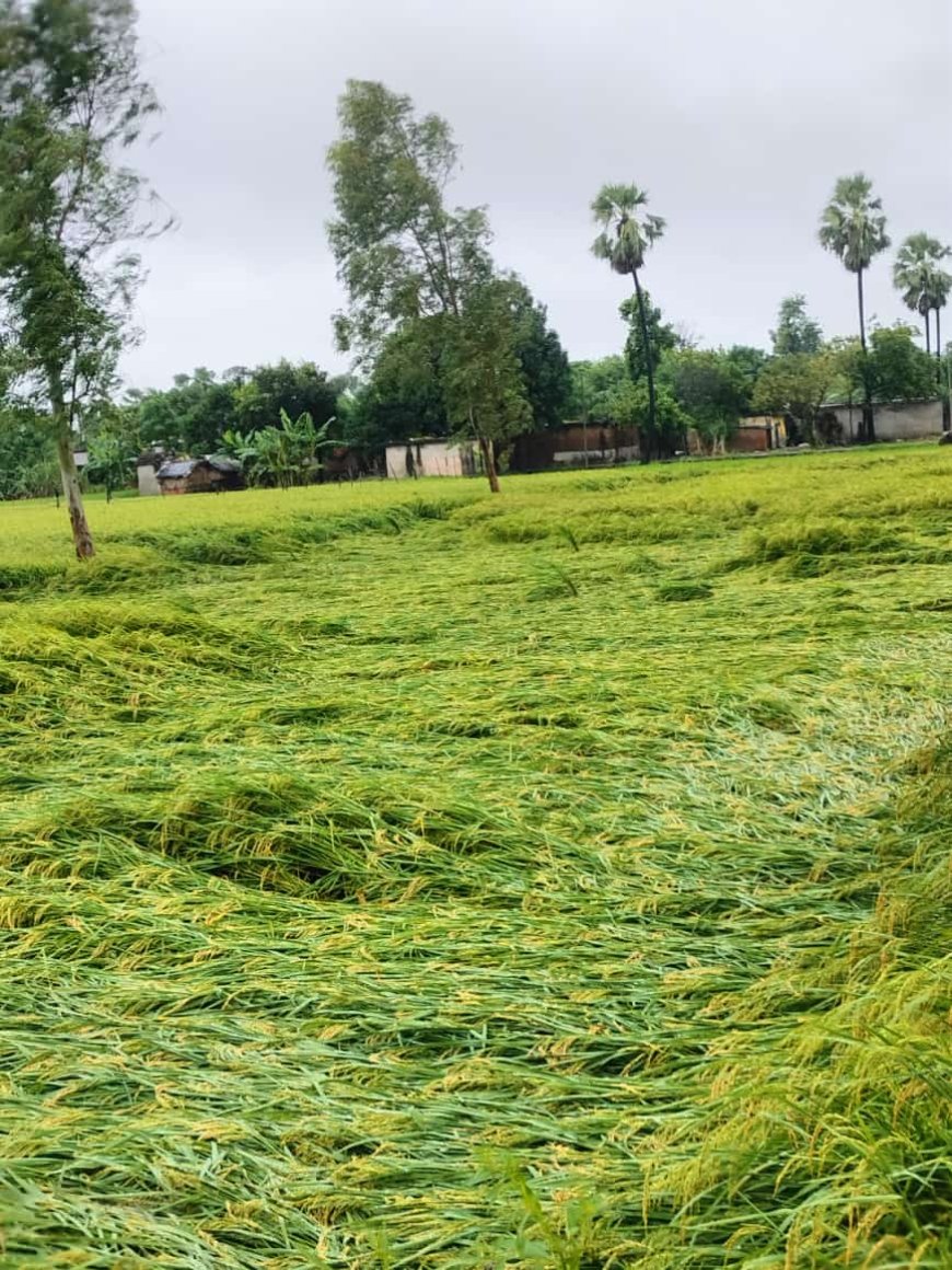 भारी वर्षा ने  मचाई तबाही,कई हेक्टेयर फसल बर्बाद