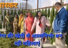 मोरिंगा की खेती से आत्मनिर्भर बन रहीं प्रदेश की बेटियां
