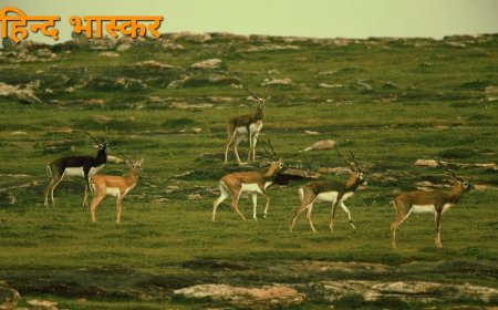 इको-टूरिज्म विकास बोर्ड ने 161 करोड़ से बदली प्रदेश के जंगलों की तस्वीर