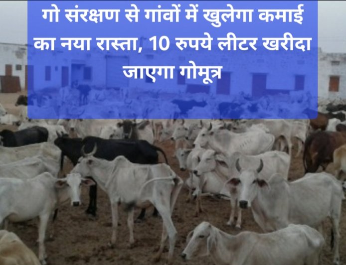बुलंदशहर में गोमूत्र से बदलेगी ग्रामीण अर्थव्यवस्था: 10 रु लीटर खरीद, महिलाओं को कमीशन, जैविक खेती को बढ़ावा